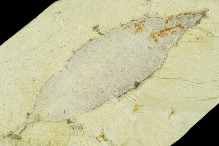 Miocene Fossil Leaf - Augsburg, Germany #139277